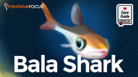 Bala Shark 101 – All the Basics You Need to Know .
